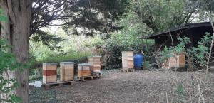 Bienenstöcke am Standort Doppelkirche in Bonn Schwarzrheindorf